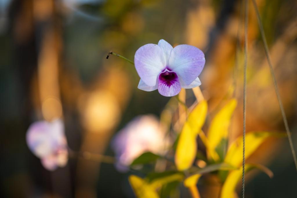 Resort Maison De Nongkhiaw Dış mekan fotoğraf